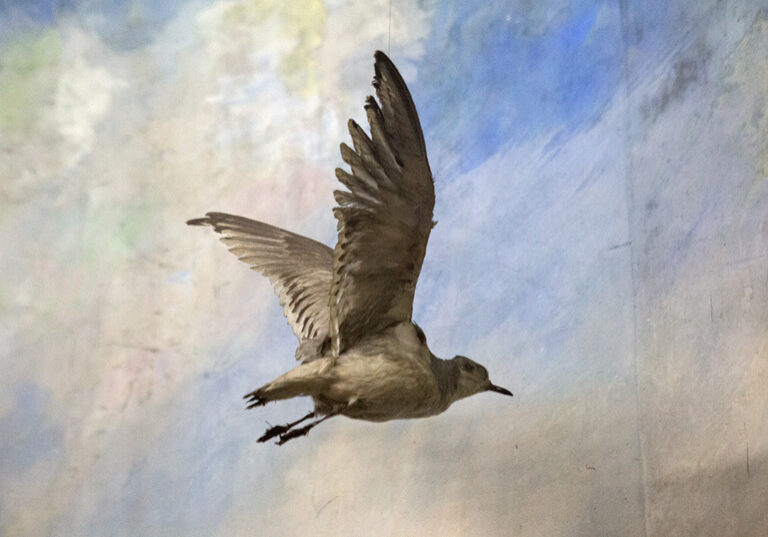 bird